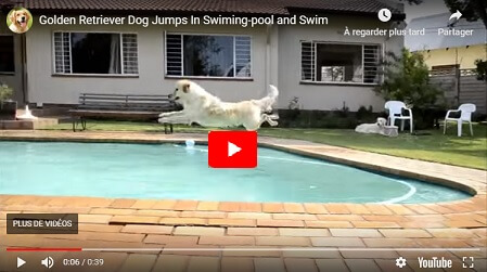 golden retriever white jumping video youtube