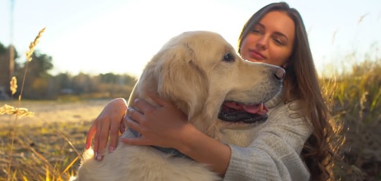 Golden Retriever Dog Names Male a Remarkable Journey | Golden Retriever Dogs
