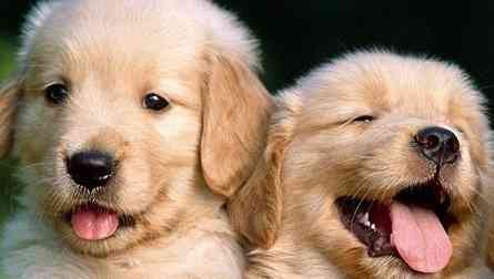 golden-retriever-dog-and-puppies-3-comp